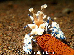 Harlequin Shrimp Having Lunch. Taken at a Dive site calle... by Adrian Schokman 